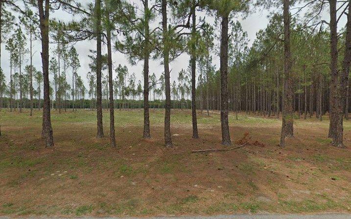 Markipinelier Tree Farm