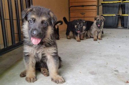German Shepherds from Land of Hurricanes