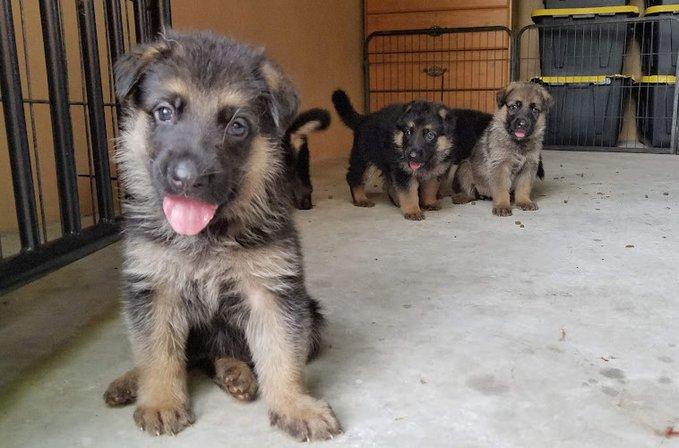 German Shepherds from Land of Hurricanes
