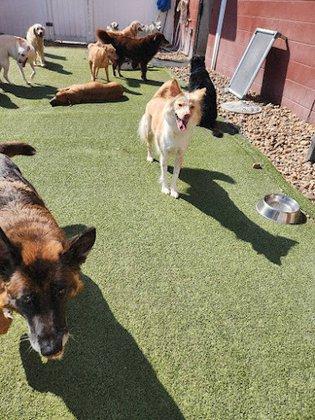 Dogtopia of Palm Harbor