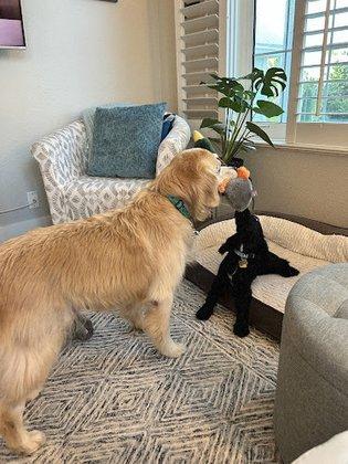 The All Pets Nanny
