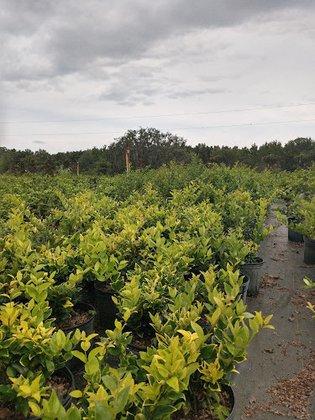 Cross Bayou Farms