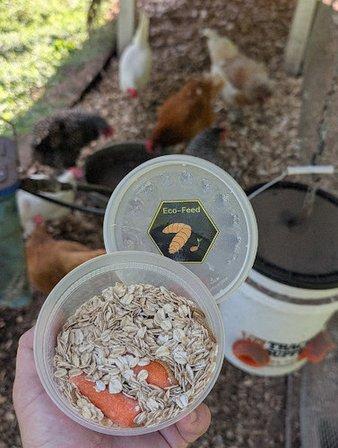 Eco-Feed LLC