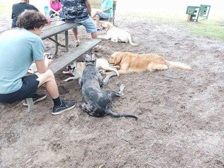 Rotary Centennial Dog Park