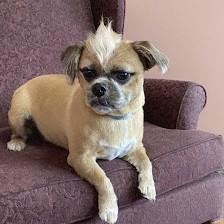 Salty Paws Pet Salon LLC