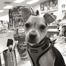 Three Dog Bakery & Grooming (UTC)