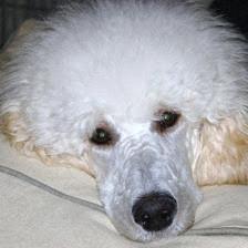 Sarasota Grooming Company