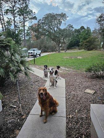 The Nature Coast Dog Trainer