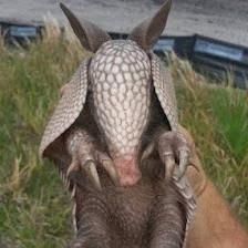 Lecanto Wildlife Removal