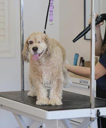 Bella's Grooming