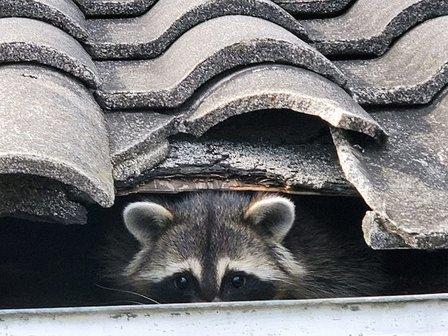 Lecanto Wildlife Removal