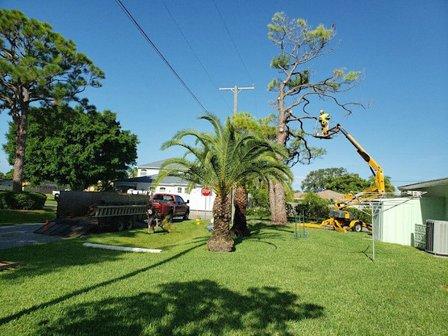 Tree Service Sarasota LLC