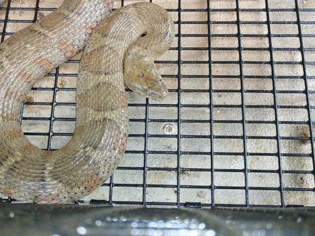 Wild Animal Removal Pro