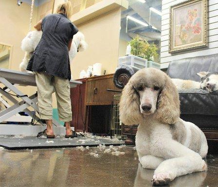 MY Pampered Pet Spa