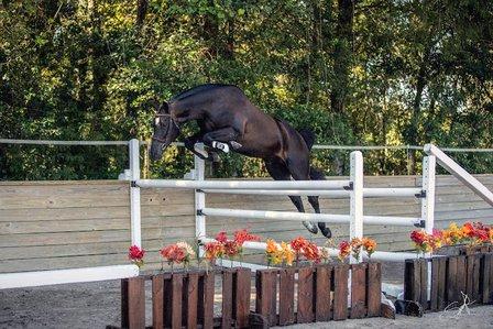 R&D Sport Horses