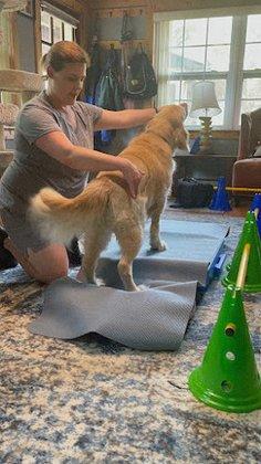 Happy Paws Rehabilitation and Wellness