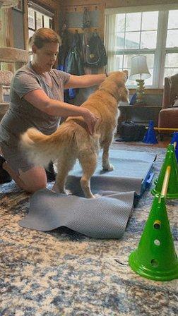 Happy Paws Rehabilitation and Wellness