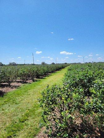 BellaBlue Berry Farm and Winery
