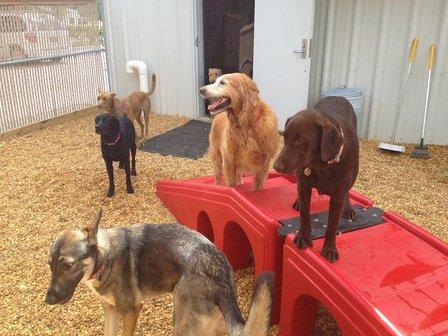 Camp Bow Wow Port Charlotte