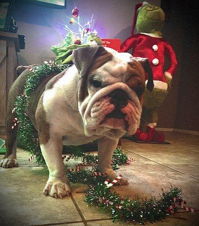Dream'n Color Bulldogs