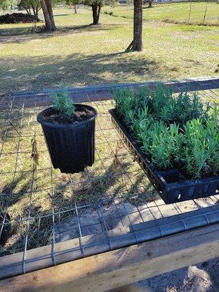 Whitten Organics