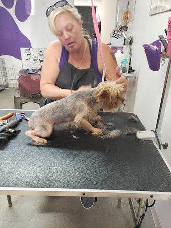 Kelly's Pet Grooming