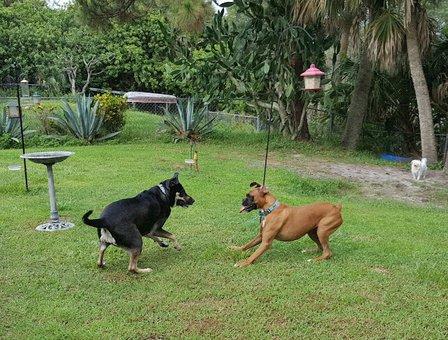 Wag Watchers Pet Sitting Services