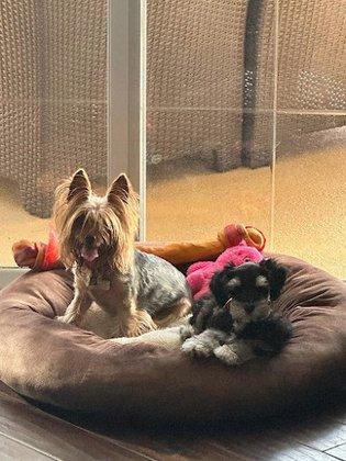 Sultan's Schnauzers