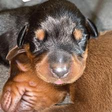 Westcoast Doberman and Golden Retrievers