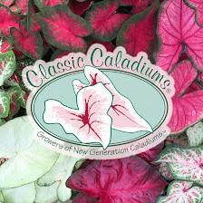 Classic Caladiums Inc