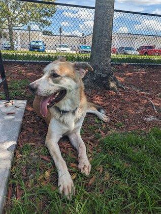 K9 Courtyard Dog Park