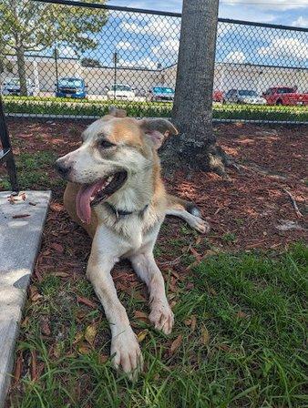 K9 Courtyard Dog Park
