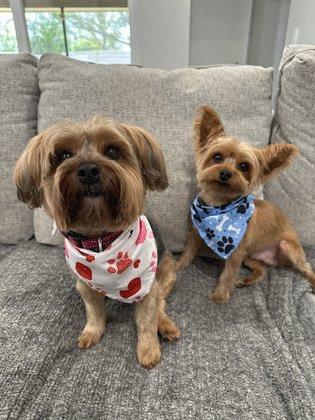 Woof Gang Bakery & Grooming Cattlemen