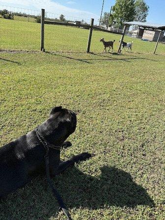 On Command K9 academy
