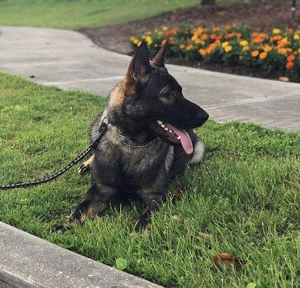 Ridgeside K9 Central Florida