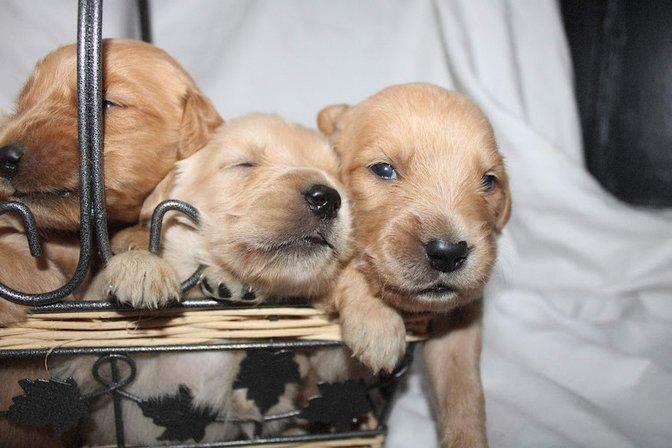 Westcoast Doberman and Golden Retrievers