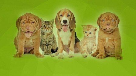 Paws For Health
