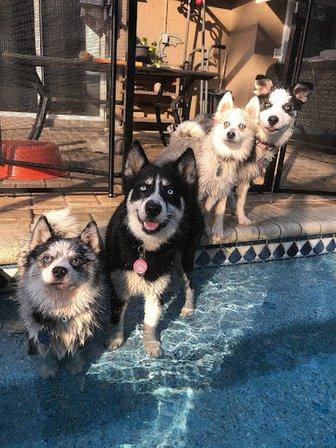 PDQ Pomskies