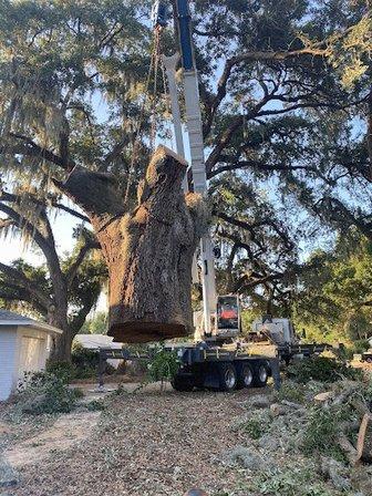 Long Branch Tree Service
