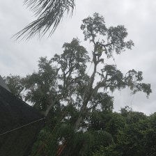 K and T Tree Service