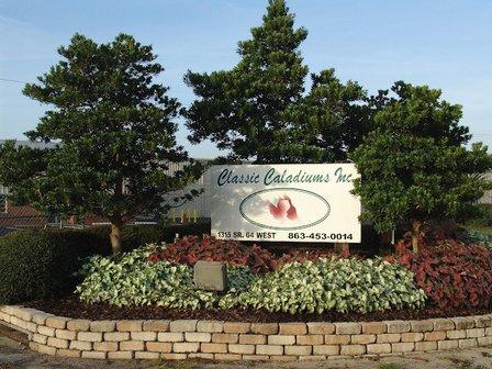 Classic Caladiums Inc
