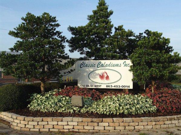 Classic Caladiums Inc