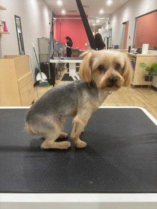 Well Groomed Pets - Sarasota