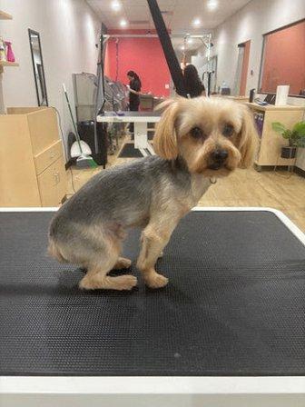 Well Groomed Pets - Sarasota