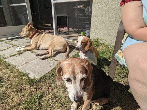 JJ's Dog Yard Daycare & Boarding