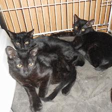 Precious Paws Rescue, Inc.