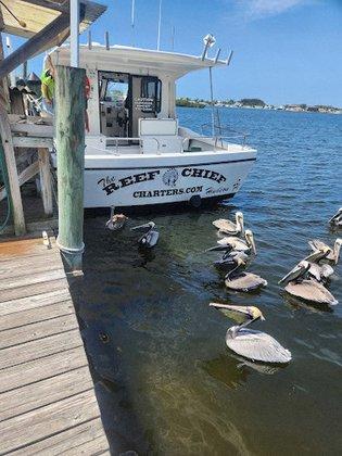 The Reef Chief Charters