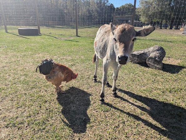 Country Kingdom Petting Farm