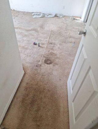 Spora Mold Remediation - New Port Richey