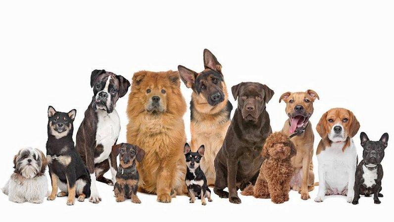 Bark Social Club